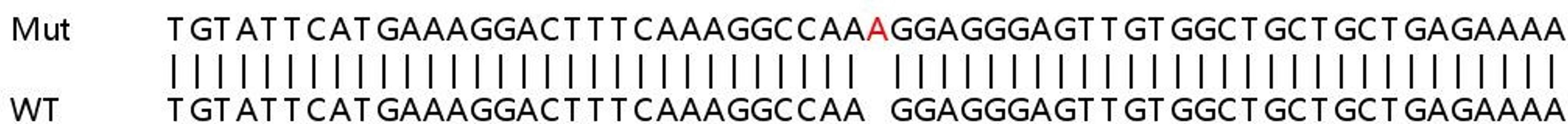 Sanger Seq - SNCA knockout HEK293T