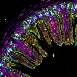 IF imaging of mouse ileum