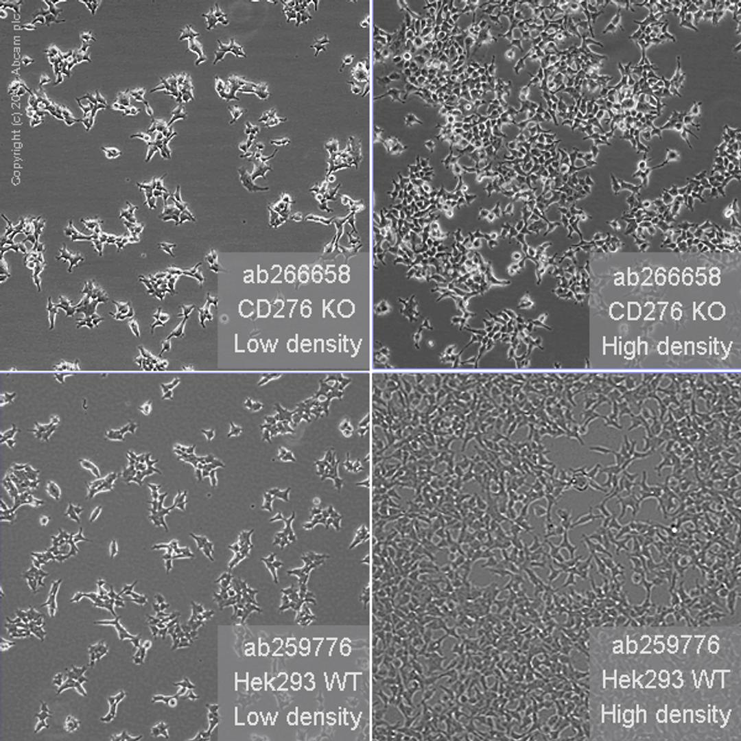 CD276 knockout HEK293T