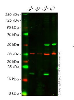 WB - BAX knockout HeLa