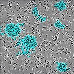 Label-free detection of T cell aggregation.