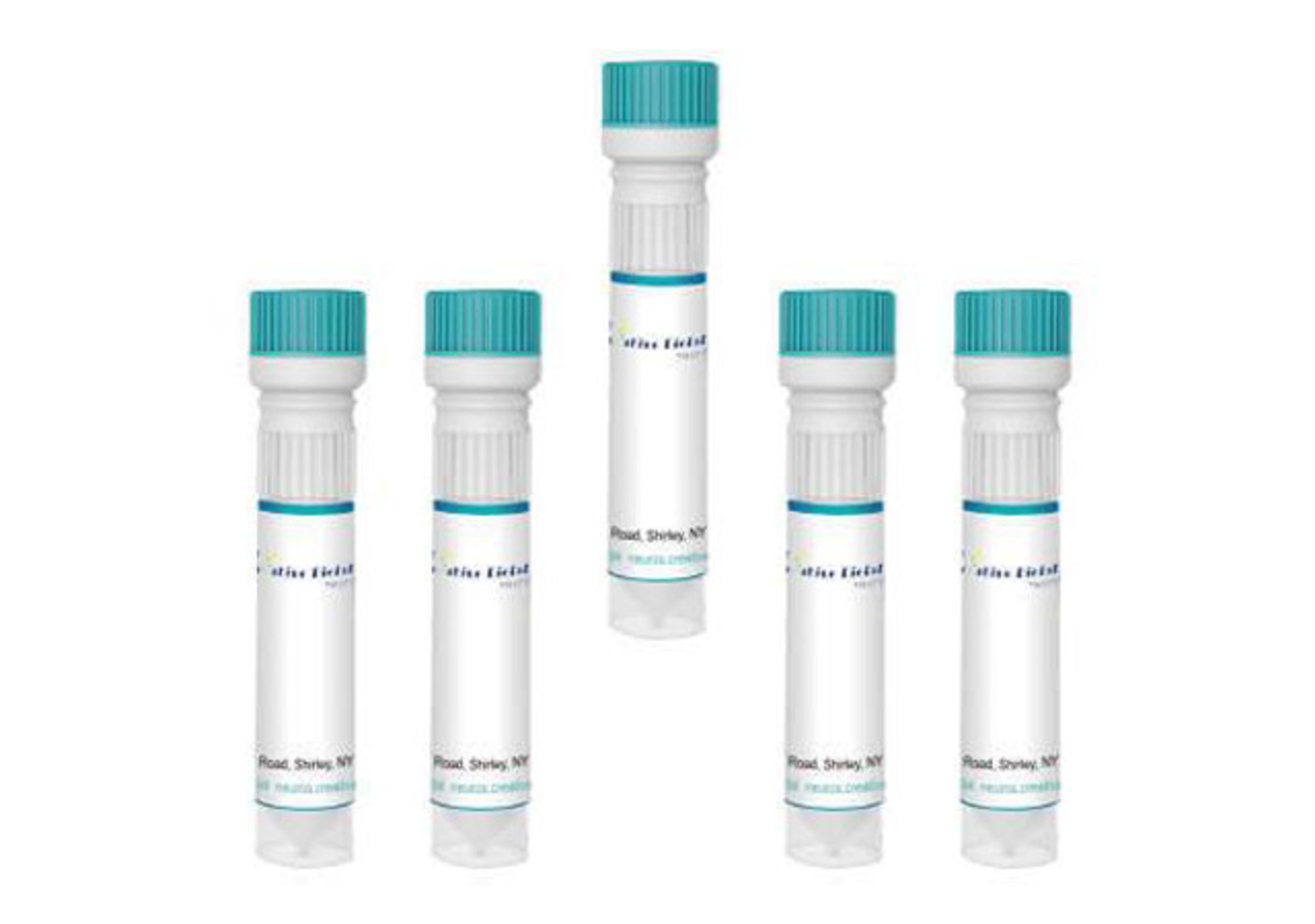 True Blue (TB) Diaceturate Salt [Fluorescent Neuronal Tracer]