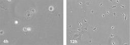 Appearance of the murine osteocyte-like cell line.