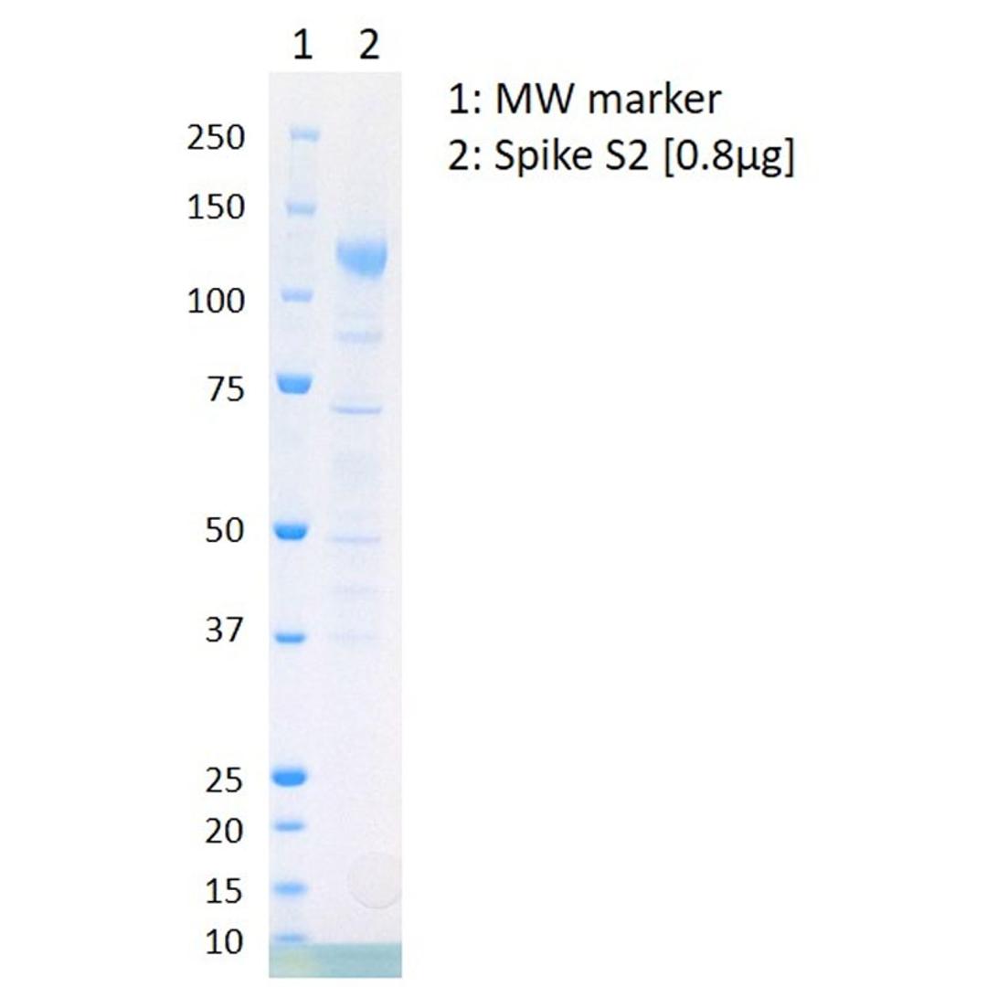 Purified 2019-nCoV Spike S2 protein