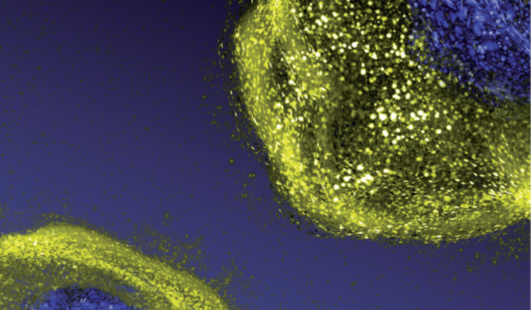 Cell line imaging