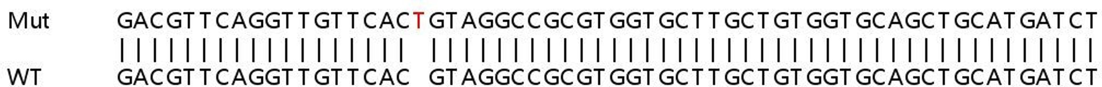 Sanger Seq - SOD2 knockout HEK293T