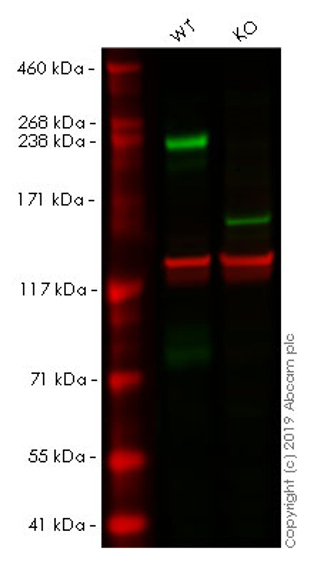 WB - L1CAM knockout HeLa