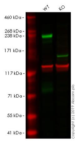 WB - L1CAM knockout HeLa