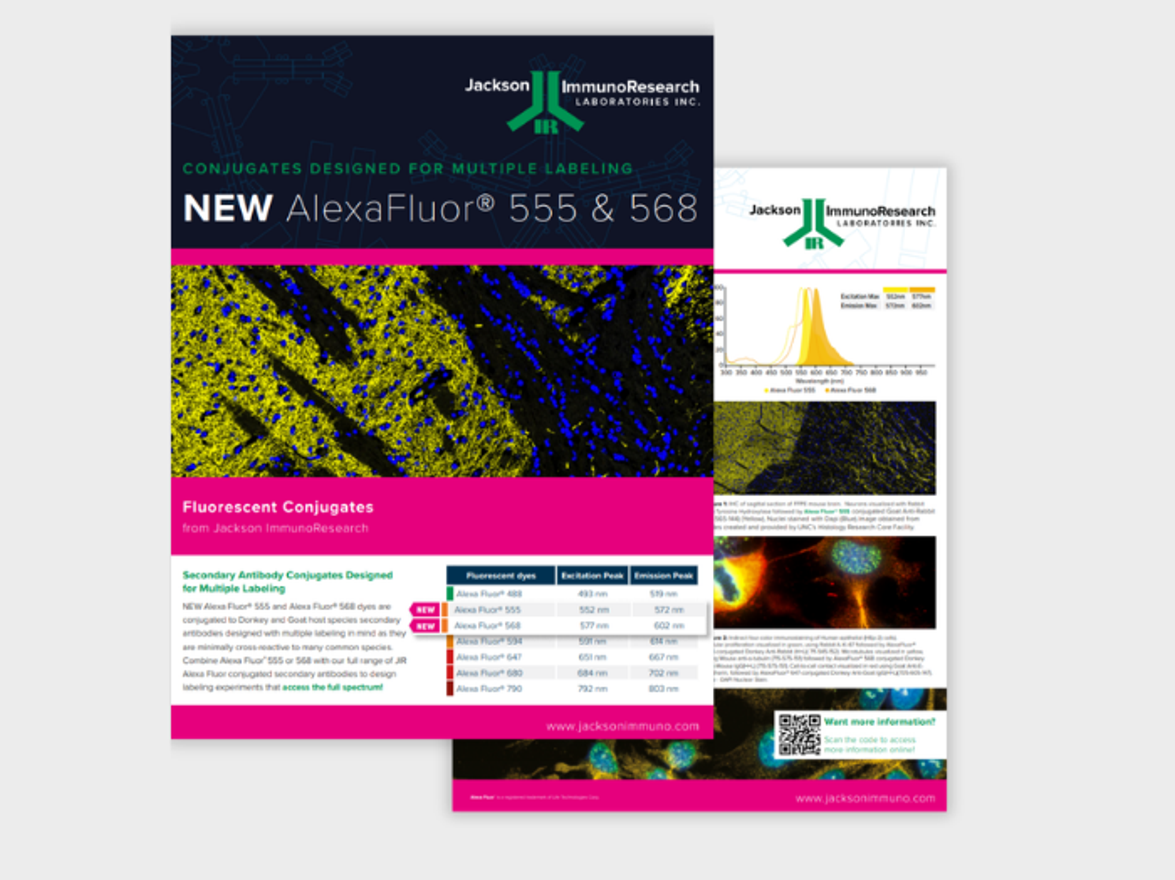 Flexible multiple labeling with Alexa Fluor® 555 and 568