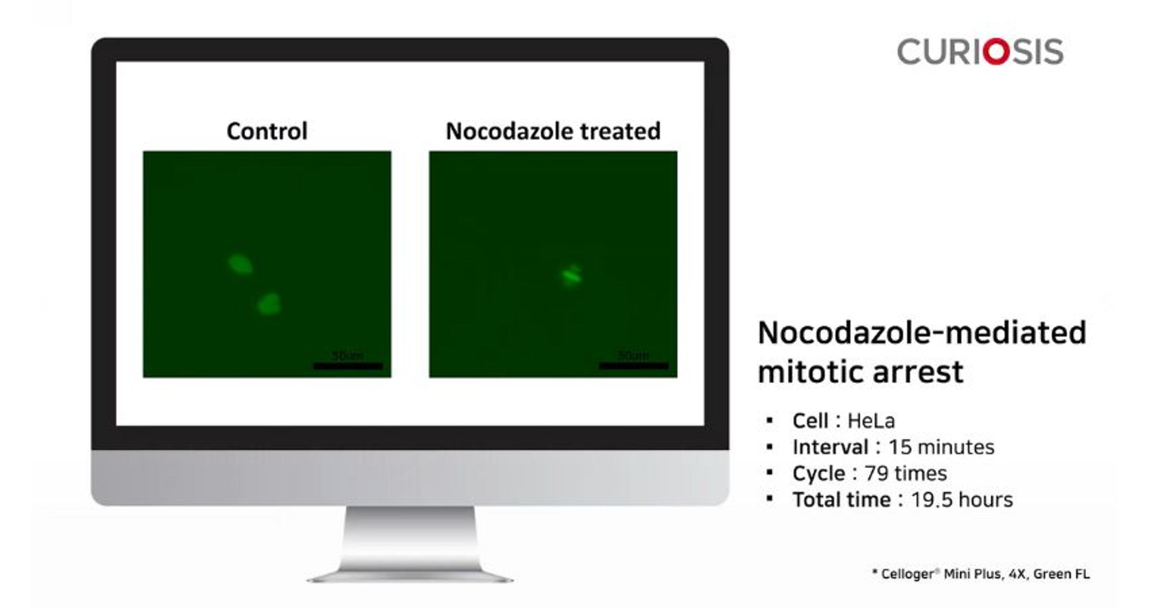 Celloger Mini Plus application: Nocodazole-mediated mitotic arrest Celloger Mini Plus application: Nocodazole-mediated mitotic arrest