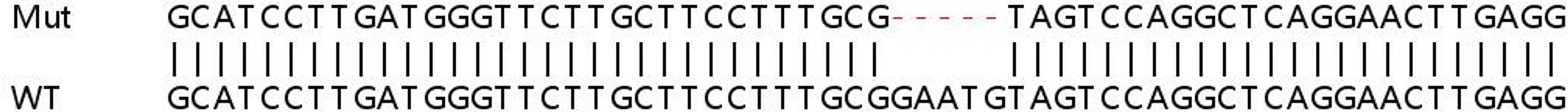 Sanger Seq - CASP8 knockout HeLa