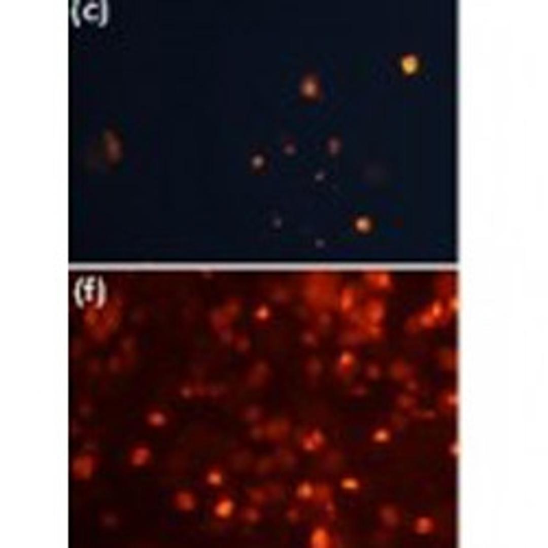 live cells (c) compared to dead cells (f)