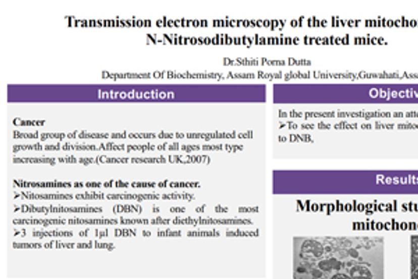 Transmission electron microscopy of the liver mitochondria of N-Nitrosodibutylamine treated mice