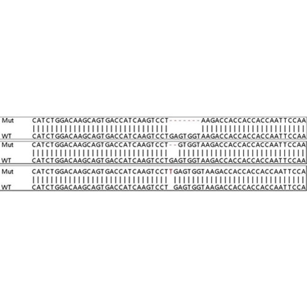 Sequencing images showing a created KO