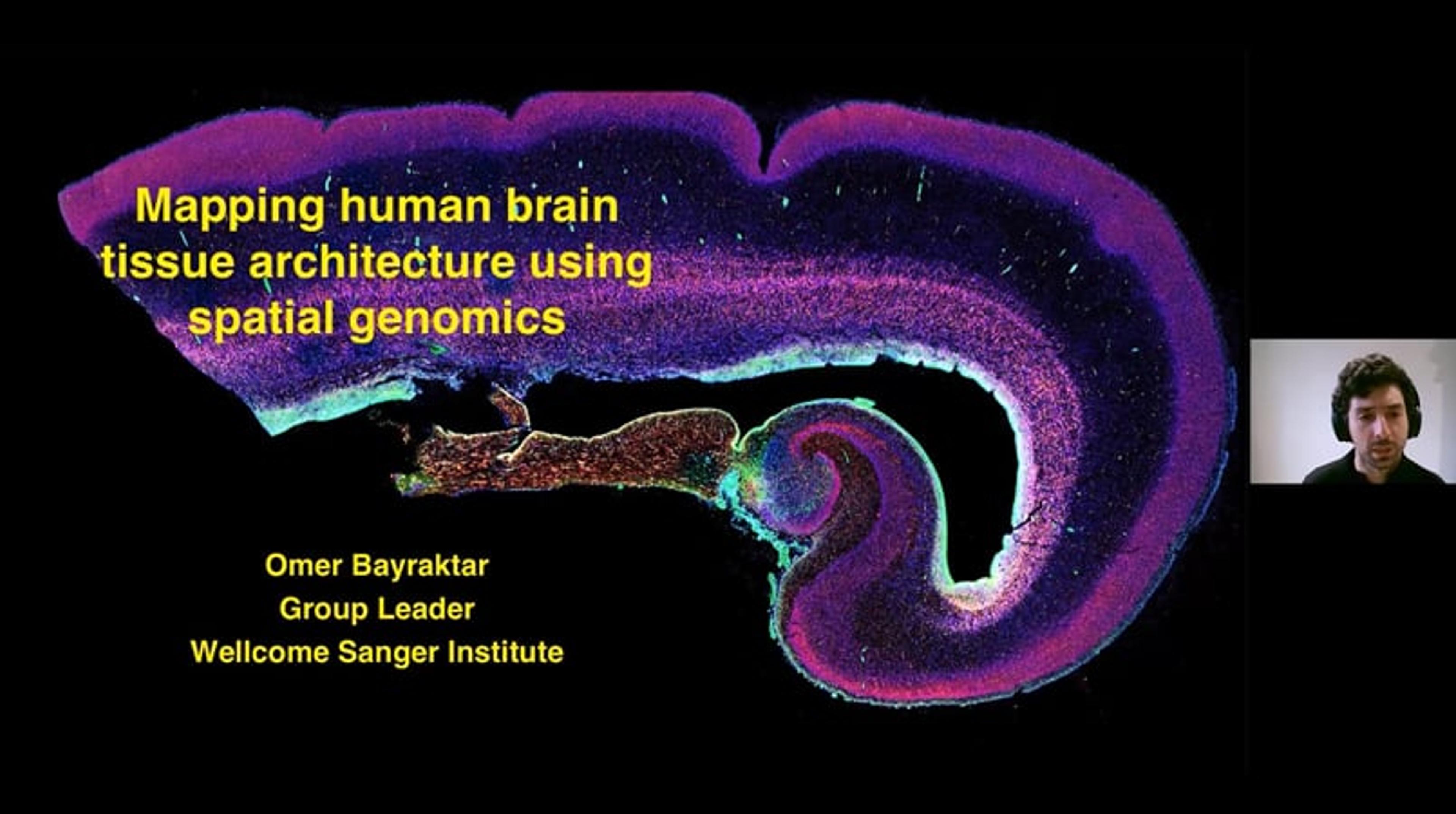 Mapping human brain tissue architecture using spatial genomics Mapping human brain tissue architecture using spatial genomics
