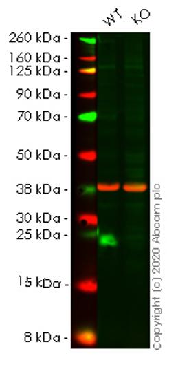 WB - ATF3 knockout HCT116