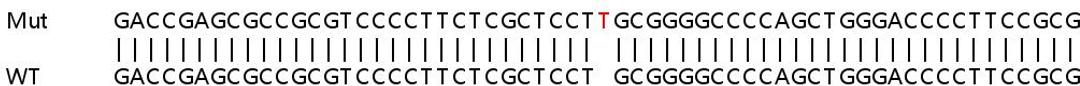 Sanger Seq - HSPB1 knockout HeLa