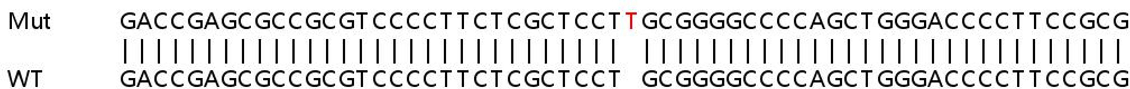 Sanger Seq - HSPB1 knockout HeLa