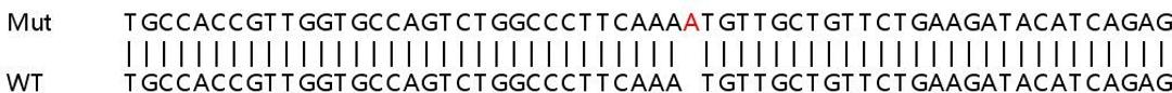 Sanger Seq - NR3C1 knockout HeLa