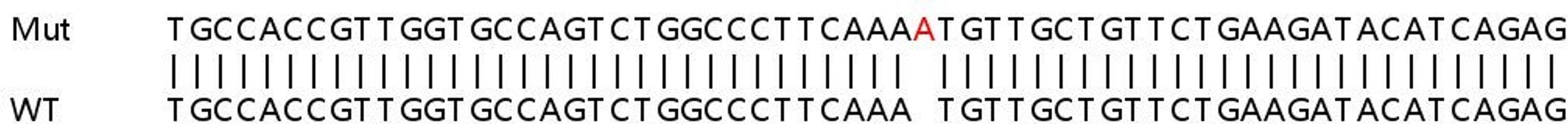 Sanger Seq - NR3C1 knockout HeLa