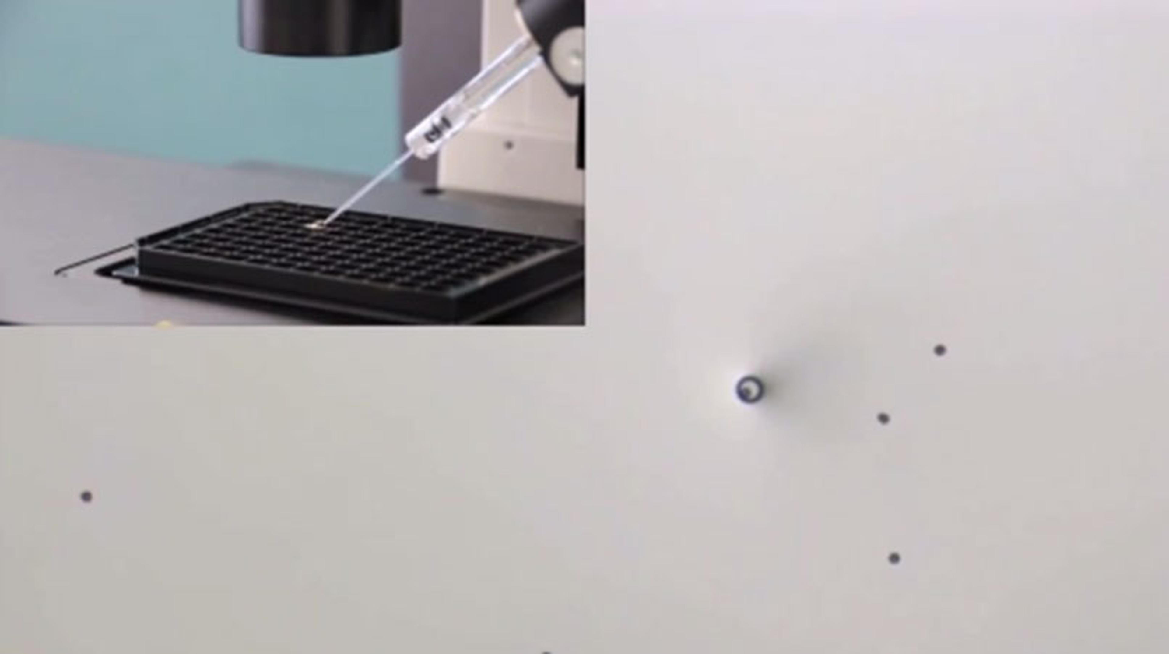 MMI CellEctor: Sorting within a 96-well plate MMI CellEctor: Sorting within a 96-well plate