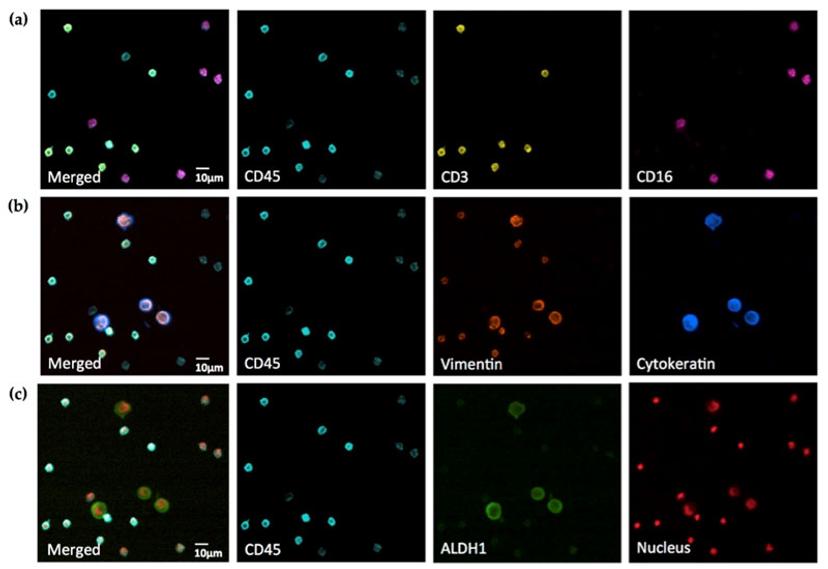 Multiplexed immunostaining in cancer cells