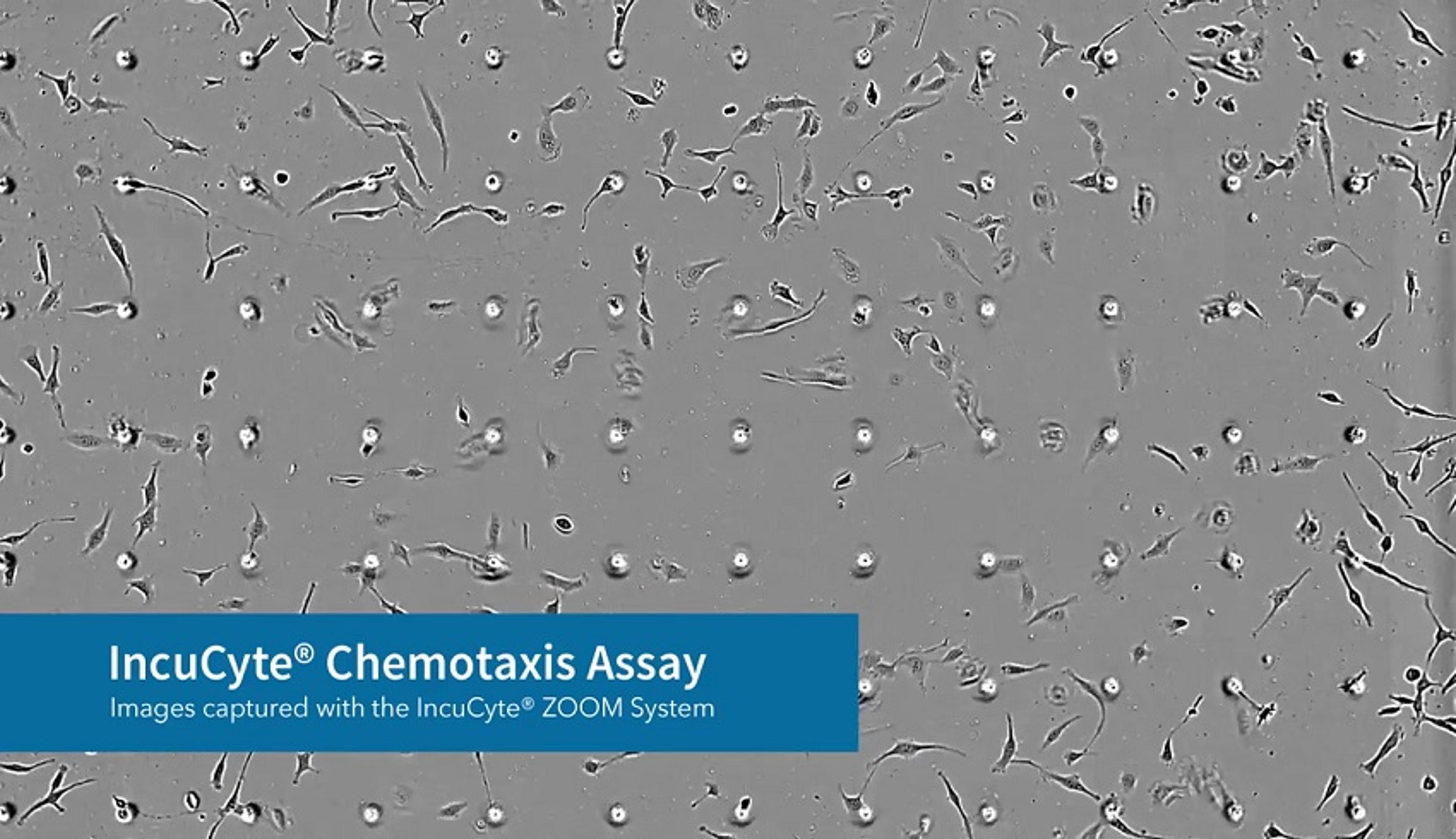 IncuCyte® Chemotaxis Assay IncuCyte® Chemotaxis Assay