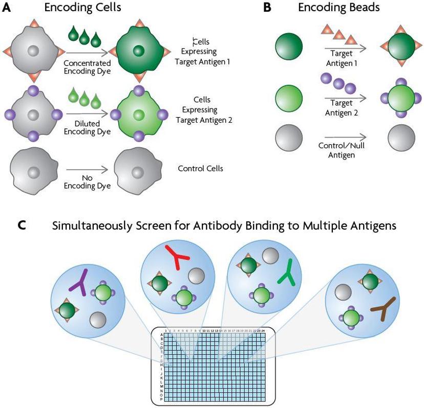 Download Intellicyte Antibody White Paper