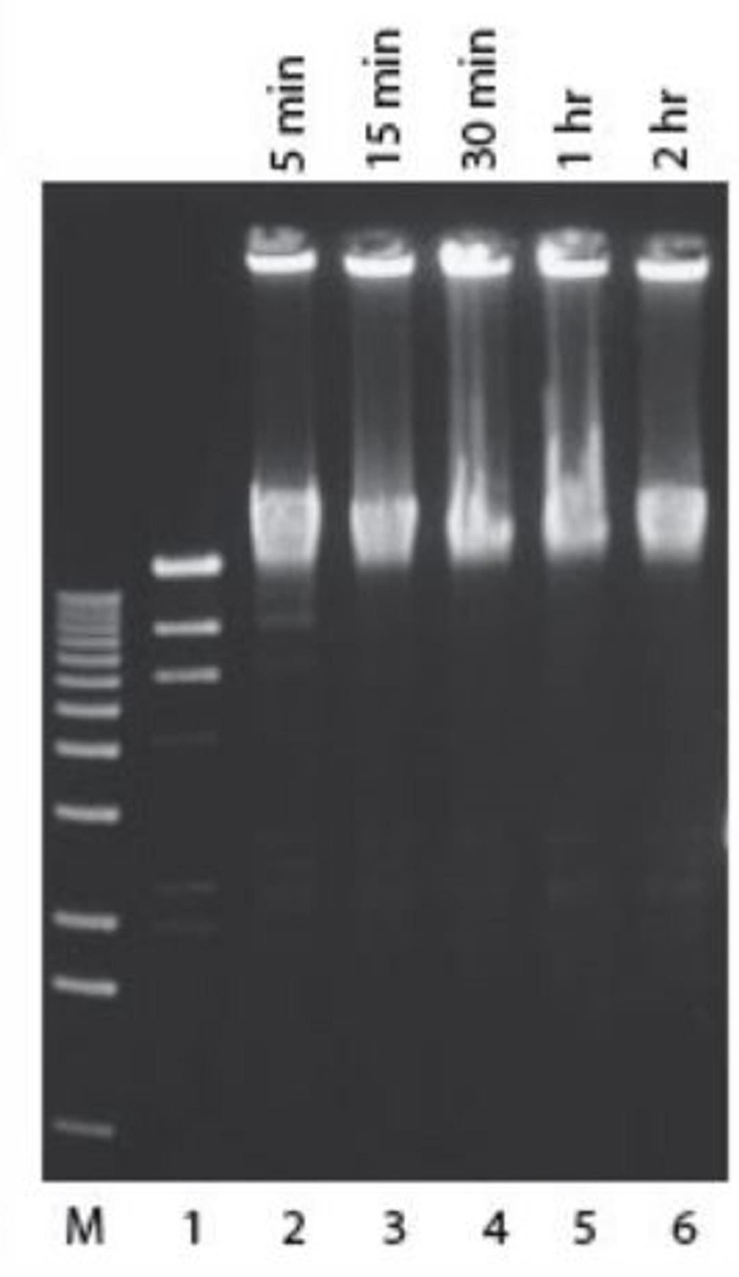 cohesive end ligation