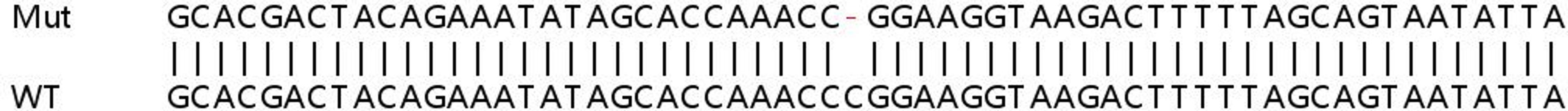 Sanger Seq - CBLB knockout HeLa