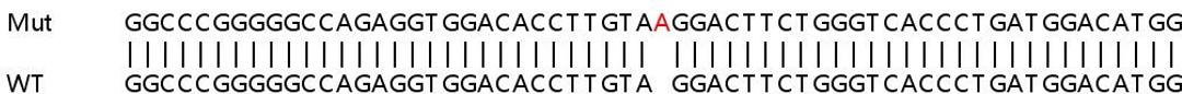 Sanger Seq - KRT8 knockout HeLa