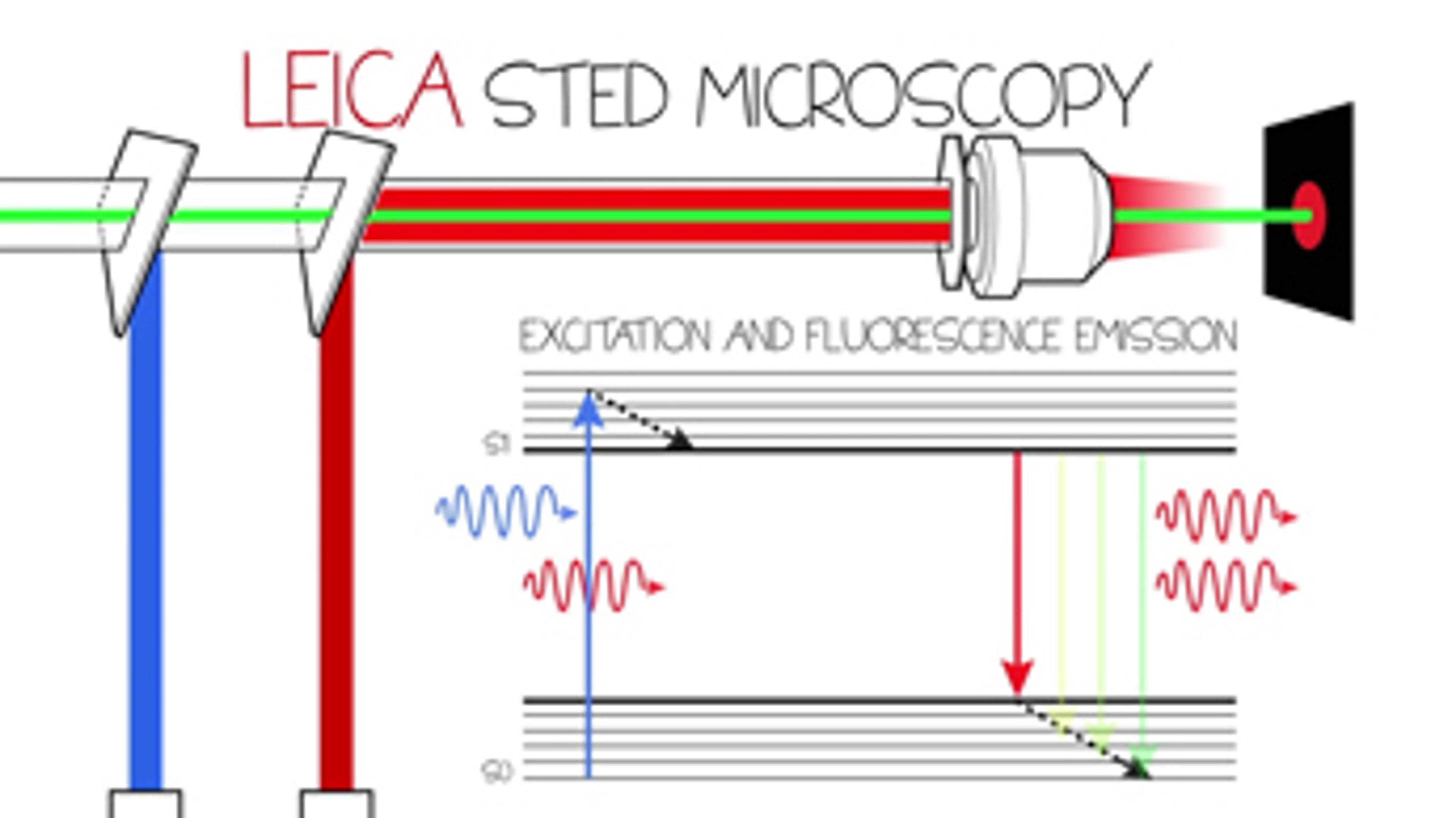 STED Confocal Super-Resolution with the Leica TCS SP8 STED 3X STED Confocal Super-Resolution with the Leica TCS SP8 STED 3X