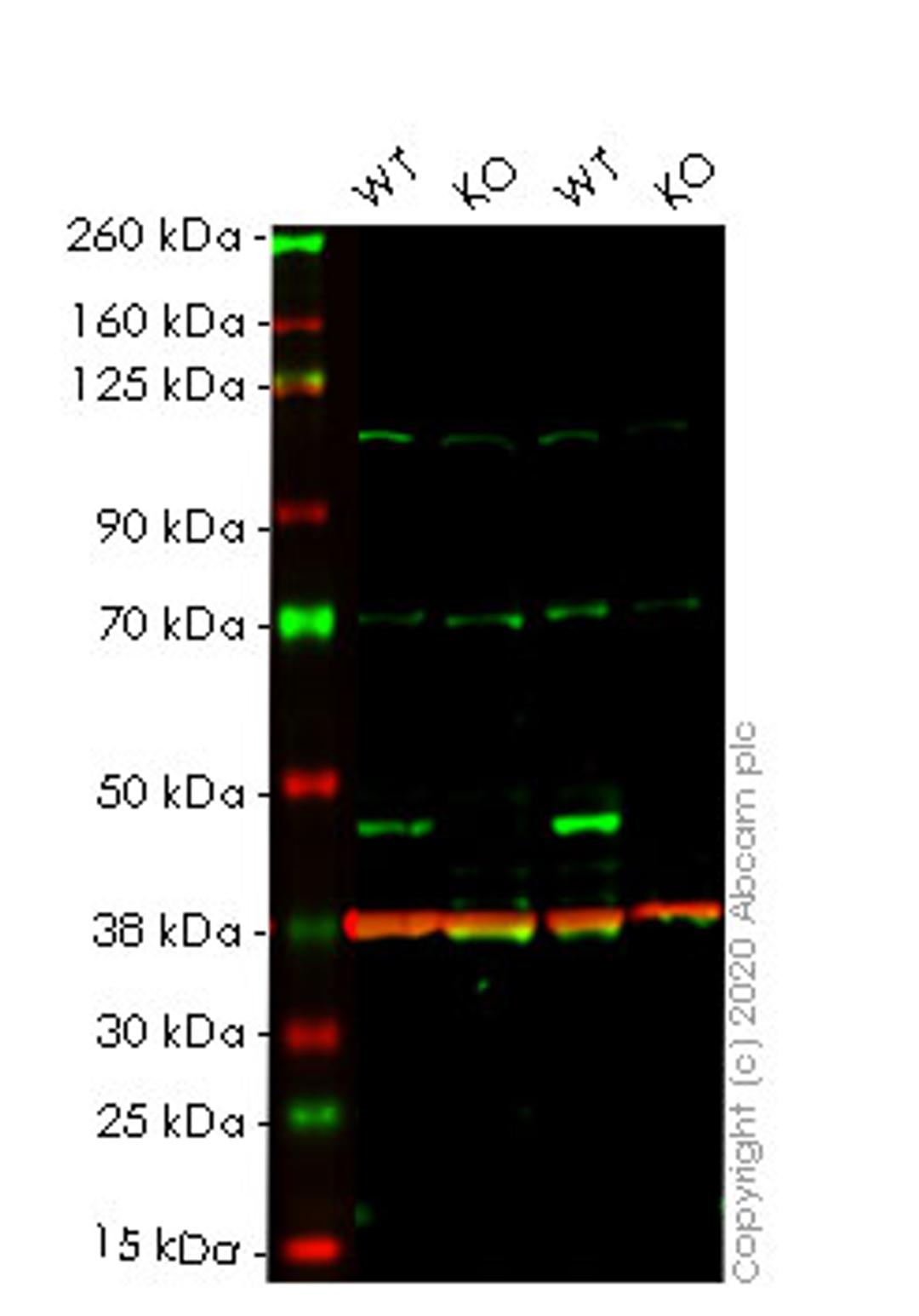 WB - PDK1 knockout HeLa