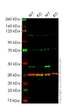 WB - PDK1 knockout HeLa