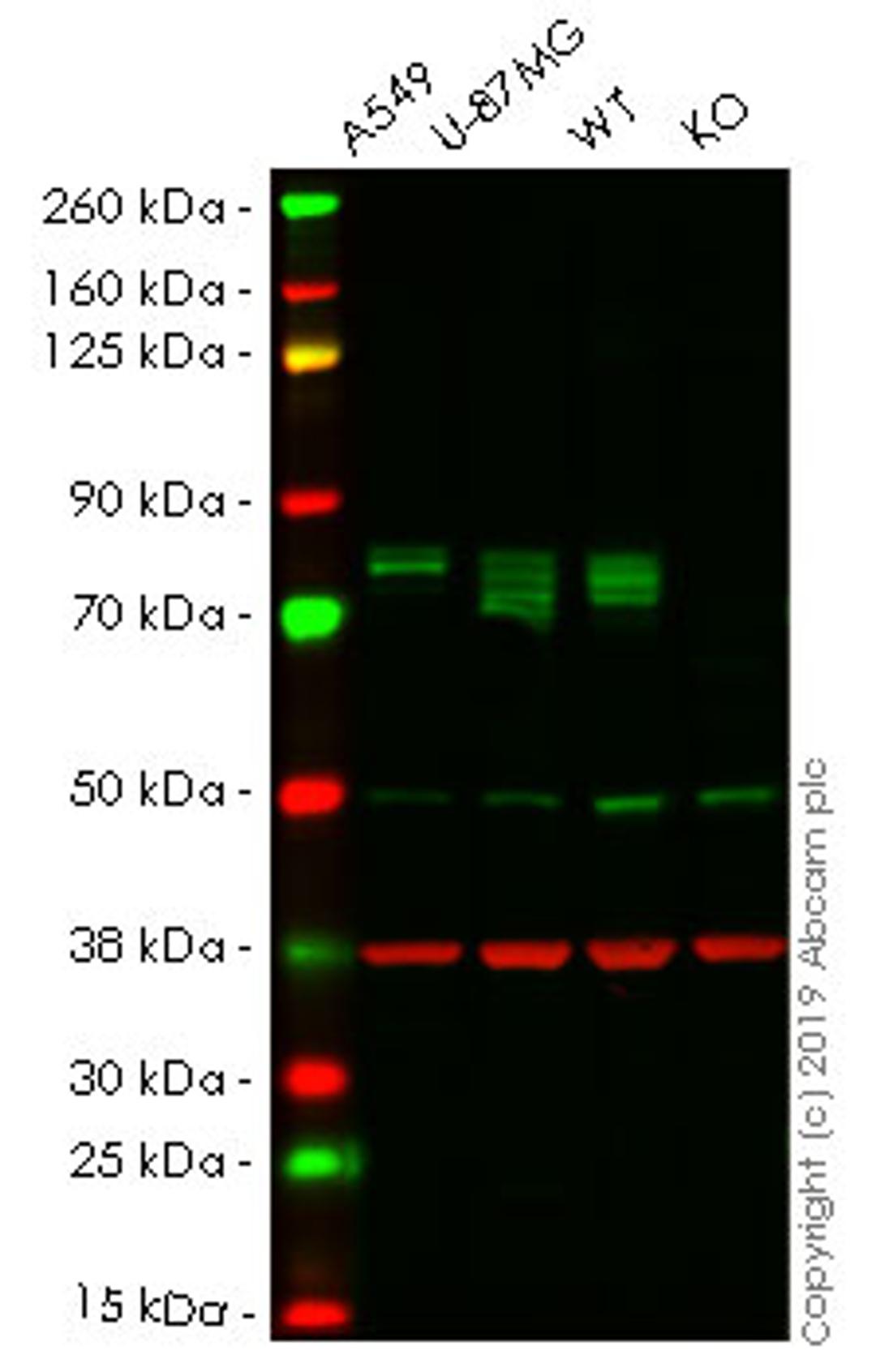 WB - PTGS2 knockout HeLa