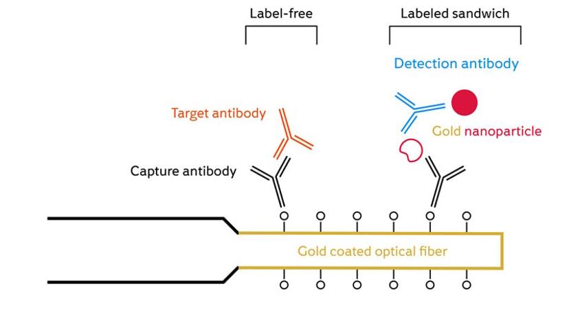 Sandwich bioassays on FO probe surface