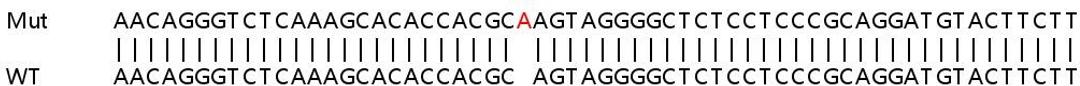 Sanger Seq - FHL2 knockout HeLa