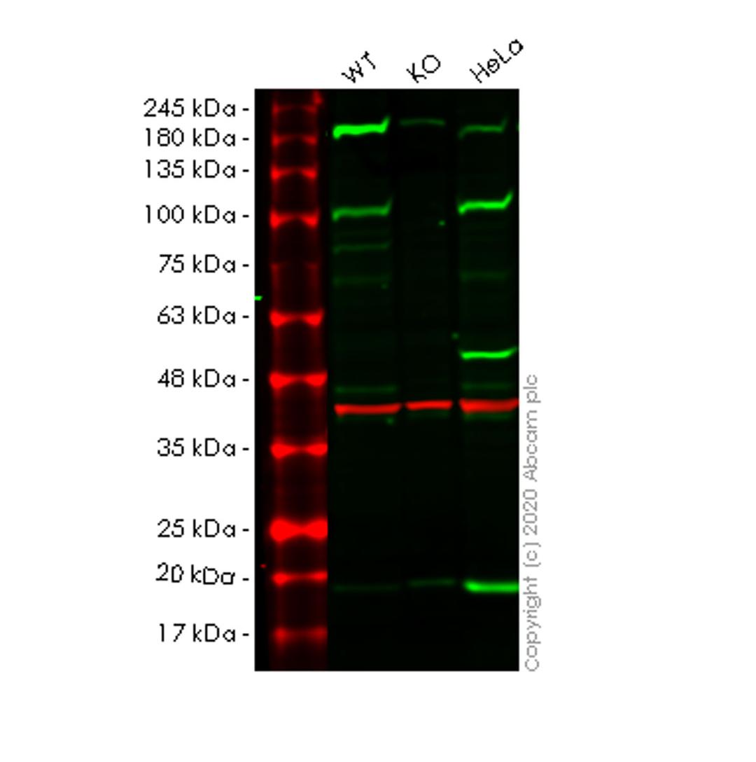 WB - HSP90B1 knockout HEK293T