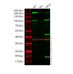 WB - HSP90B1 knockout HEK293T