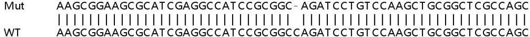 Sanger Seq - TGFB1 knockout HeLa