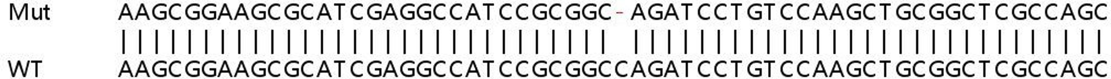 Sanger Seq - TGFB1 knockout HeLa