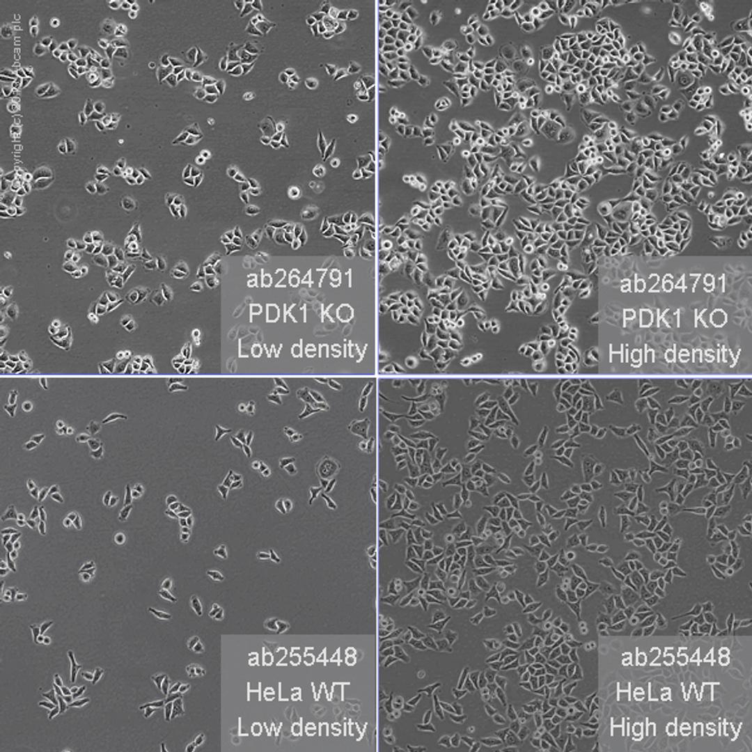 PDK1 knockout HeLa