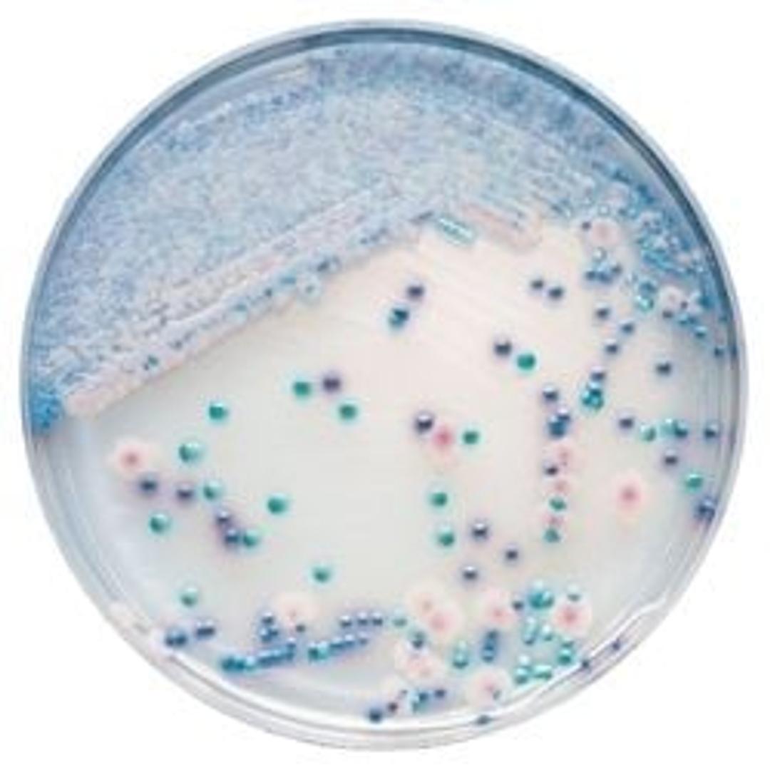 BD BBL™ CHROMagar™ Candida Plate