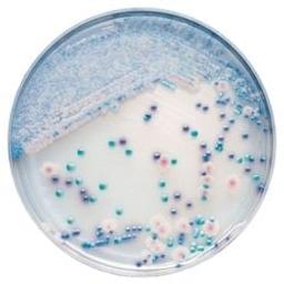 BD BBL™ CHROMagar™ Candida Plate