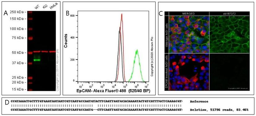 Multiple validation data points for ready-made human EPCAM knockout A-431 cell line (ab261902) confirming knock-out