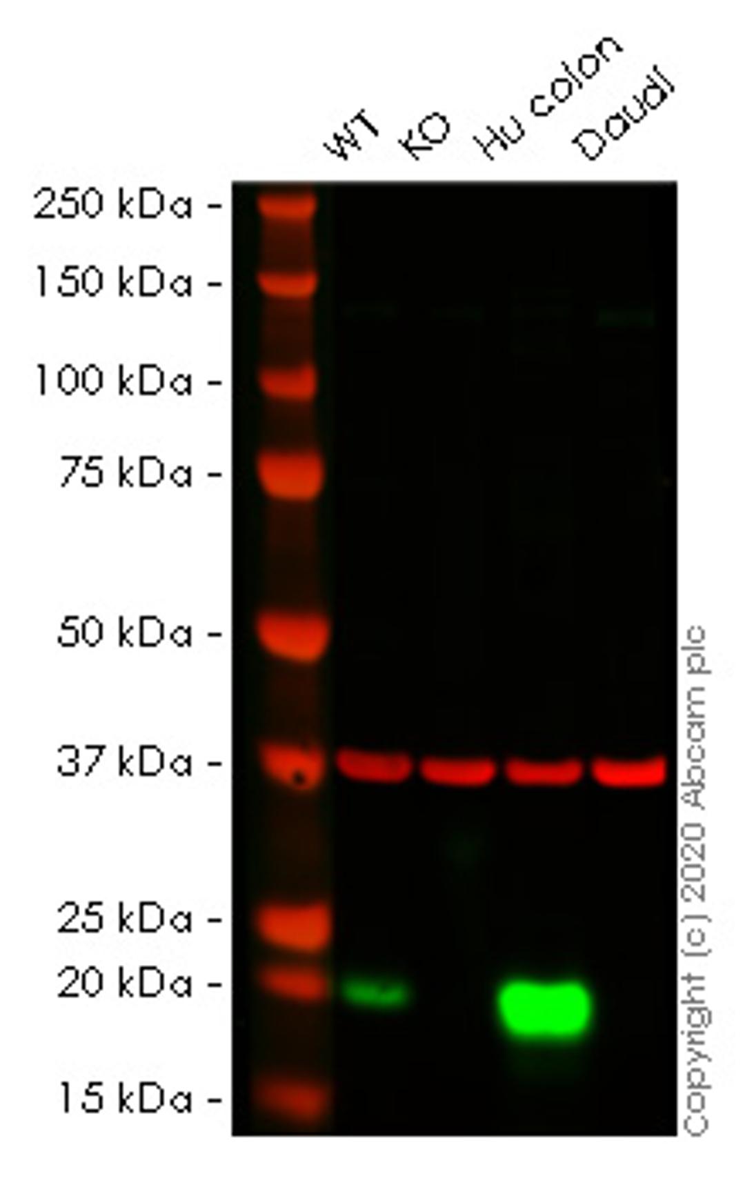 WB - MYL9 knockout HeLa