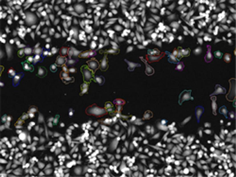 wound healing assays