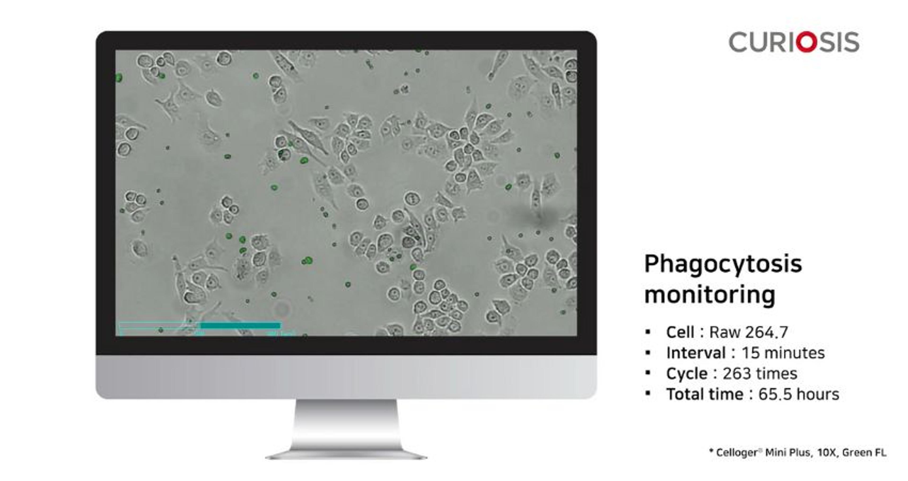 Celloger Mini Plus application: Phagocytosis monitoring Celloger Mini Plus application: Phagocytosis monitoring
