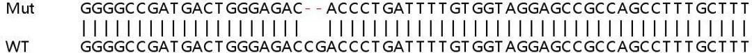 Sanger Seq - CTTN knockout HEK293T