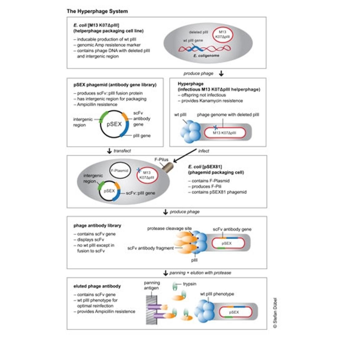 Functional principle of Hyperphage